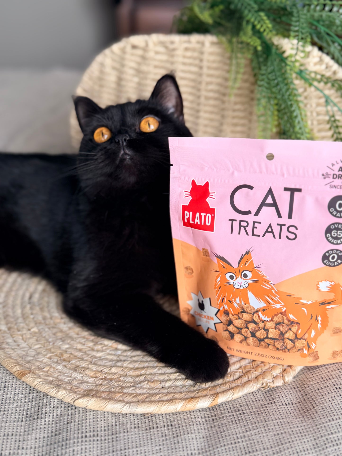 Gâterie déshydratée pour chat | Poulet