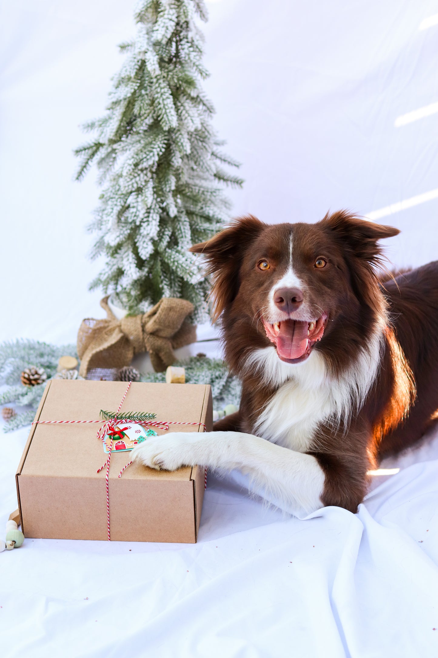 Calendrier de l'avent - Chien *PRÉVENTE: CET ARTICLE DOIT ÊTRE COMMANDÉ SÉPARÉMENT DES AUTRES PRODUITS*