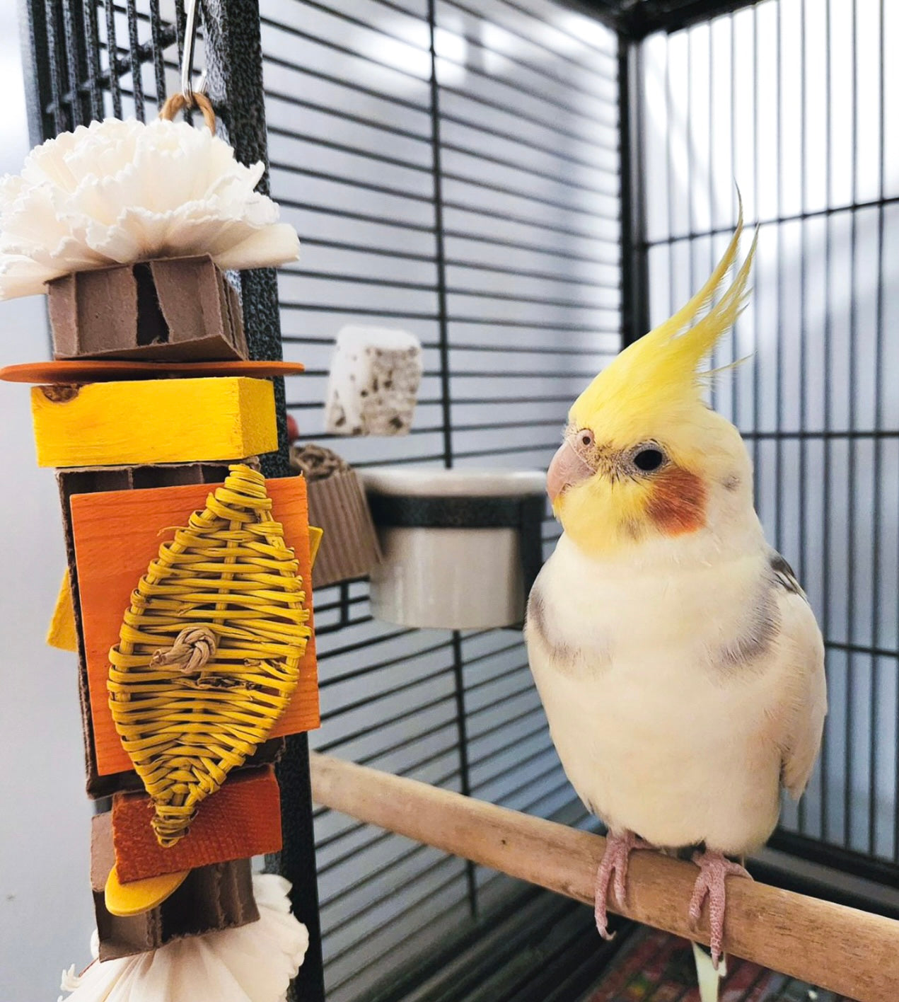 L'atelier pattes & plumes