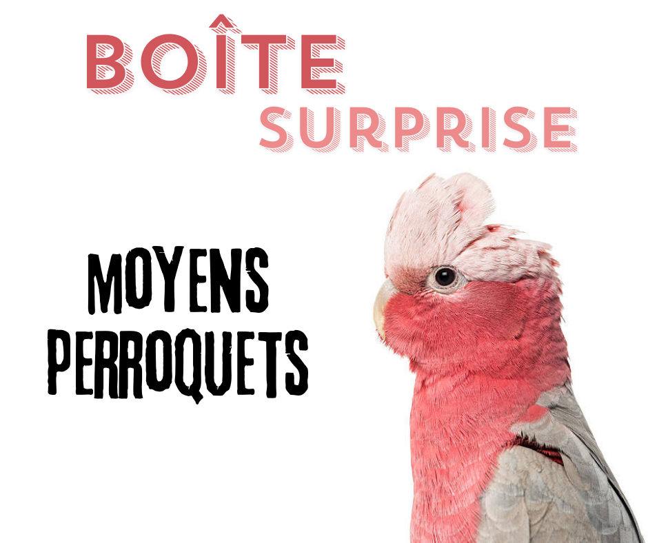 Boîte surprise- Moyens perroquets