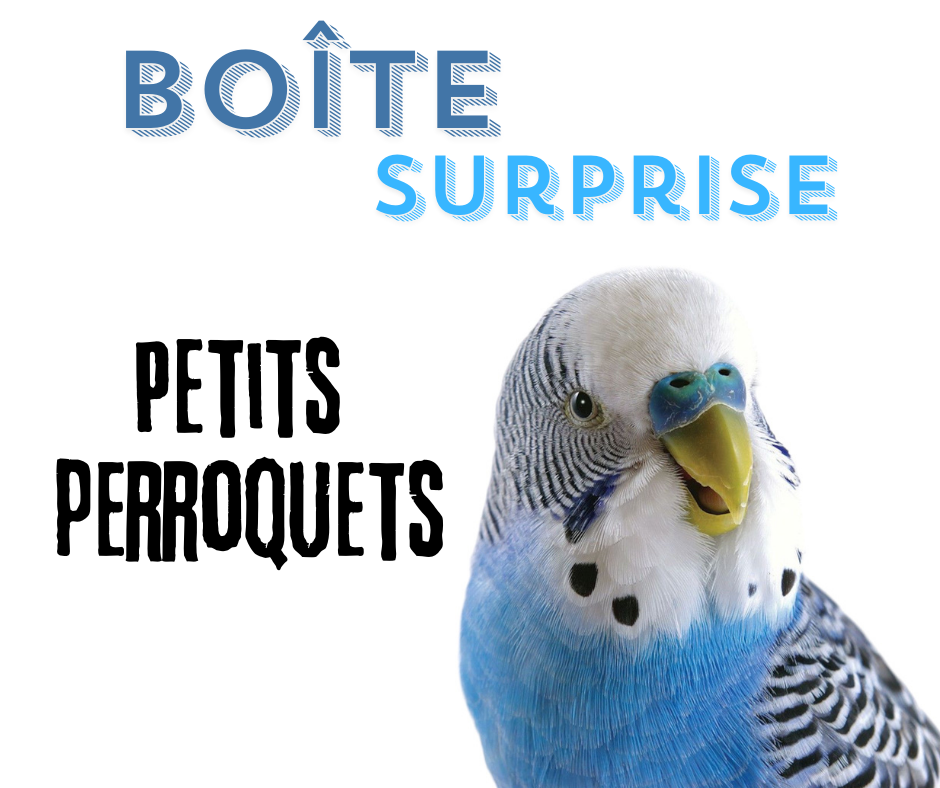 Boîte surprise - Petits perroquets