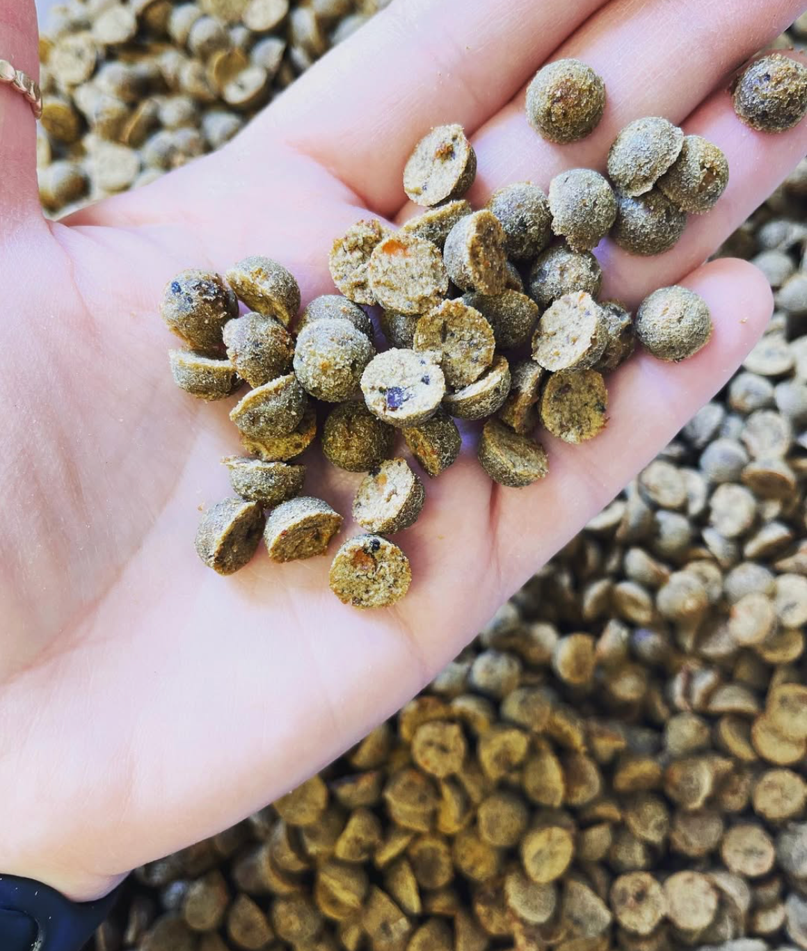 Gâteries lyophilisées - Boeuf & bleuets