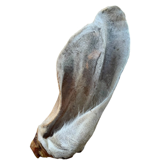 Oreille géante de boeuf